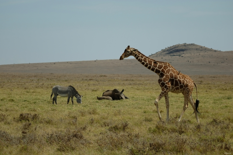 202108_Kenya_DSCF0876