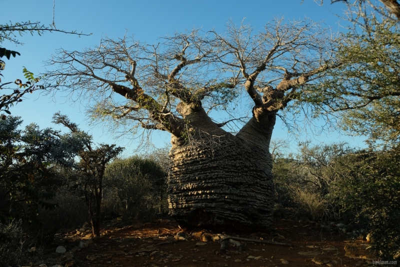 Madagascar_08-2022_384