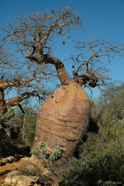 Madagascar_08-2022_387