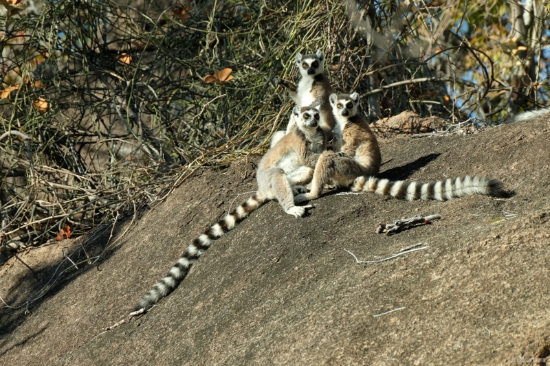 Madagascar_08-2022_440