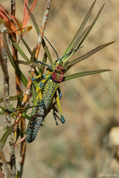 Madagascar_08-2022_446