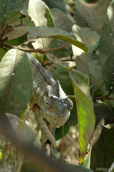 Madagascar_08-2022_450