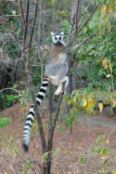 Madagascar_08-2022_455